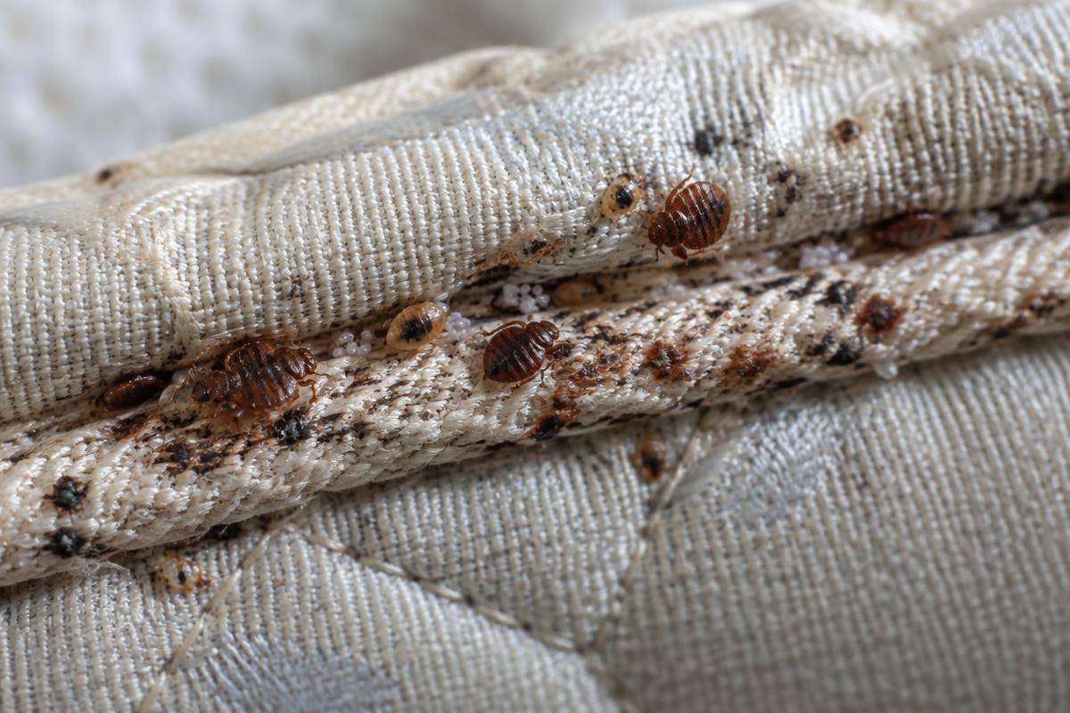 Live bed bugs, pale nymphs, eggs and dark fecal spotting along cream mattress piping